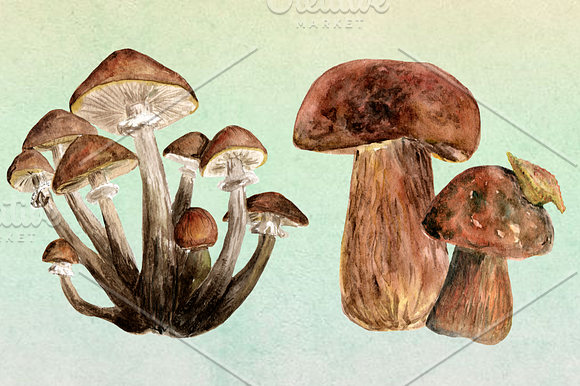 10 Watercolor Mushroom Set + 3 Bonus in Objects - product preview 3
