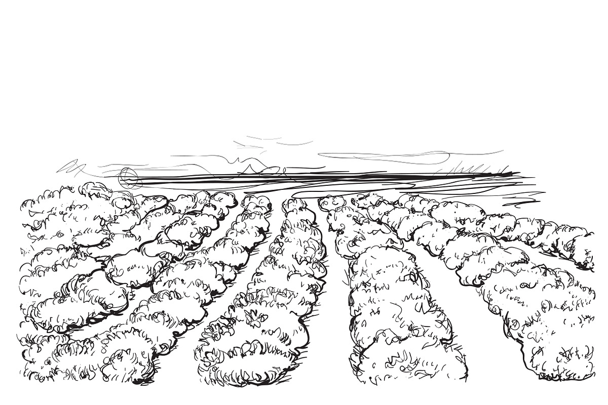 Hand drawn fields in Illustrations - product preview 8
