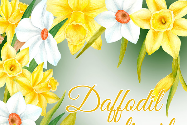 Watercolor daffodil flowers
