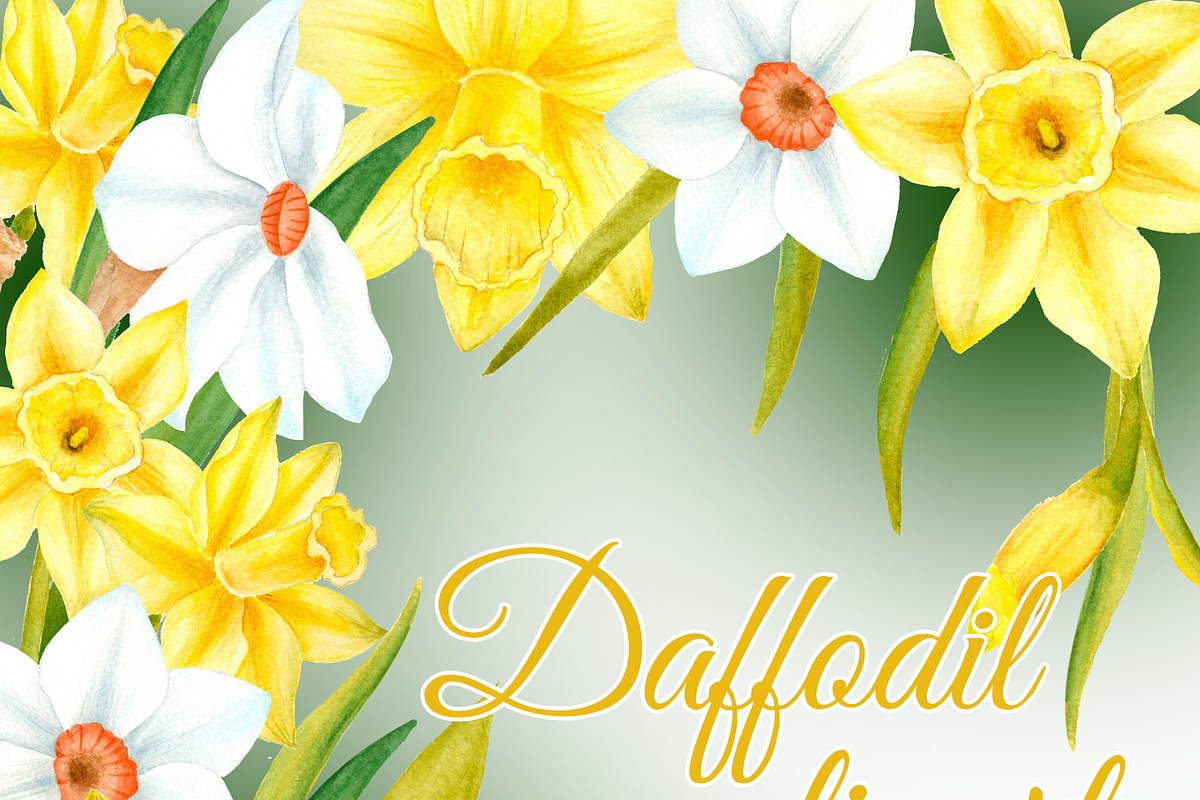 Watercolor daffodil flowers in Illustrations - product preview 8