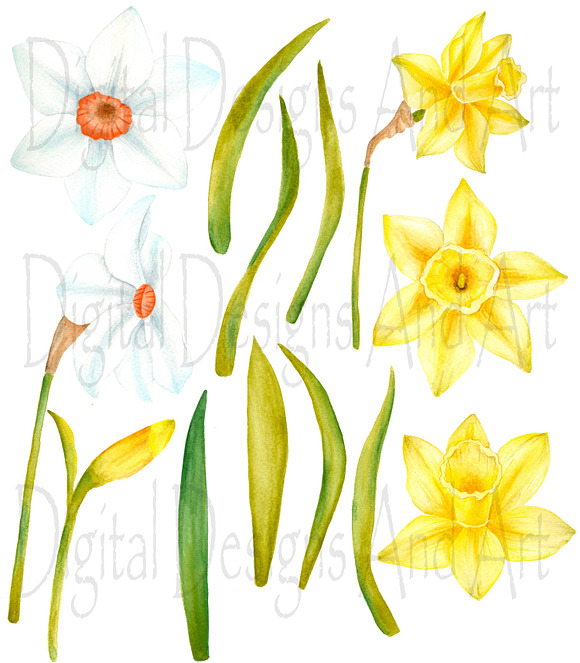 Watercolor daffodil flowers in Illustrations - product preview 1