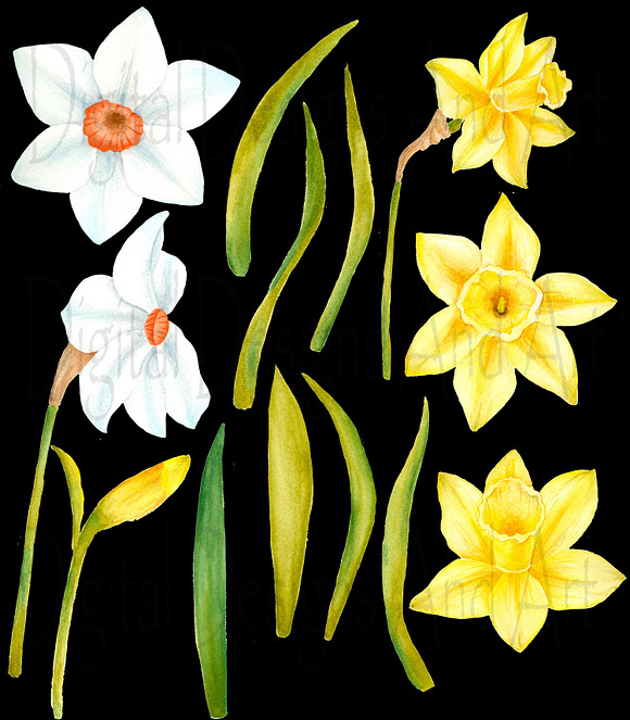 Watercolor daffodil flowers in Illustrations - product preview 2