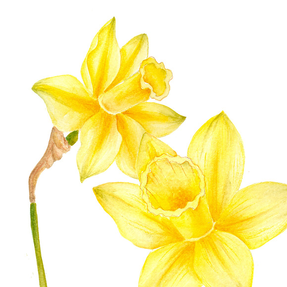 Watercolor daffodil flowers in Illustrations - product preview 3