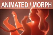 Human embryo, fetus growth
