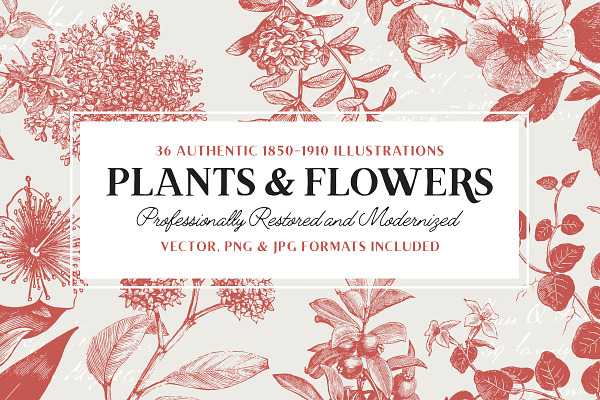 36 Plant & Flower Illustrations