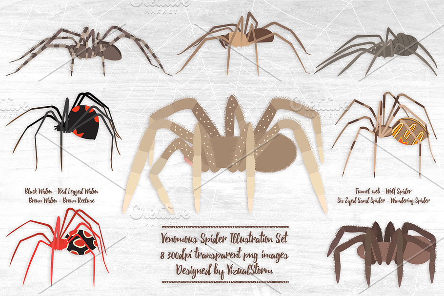 Venomous Spider Illustrations