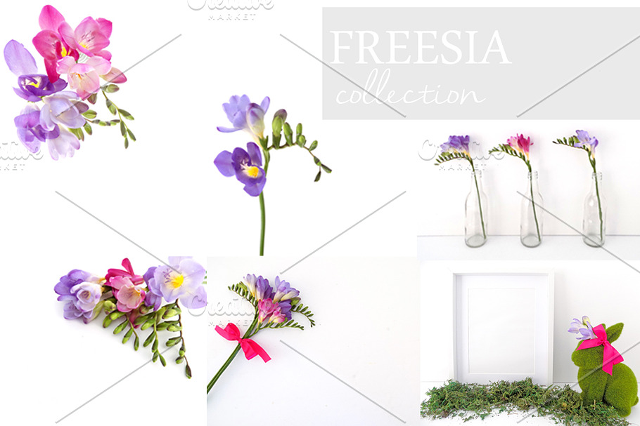 Freesia Collection