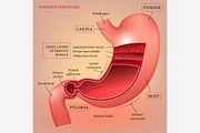Vector Stomach Image