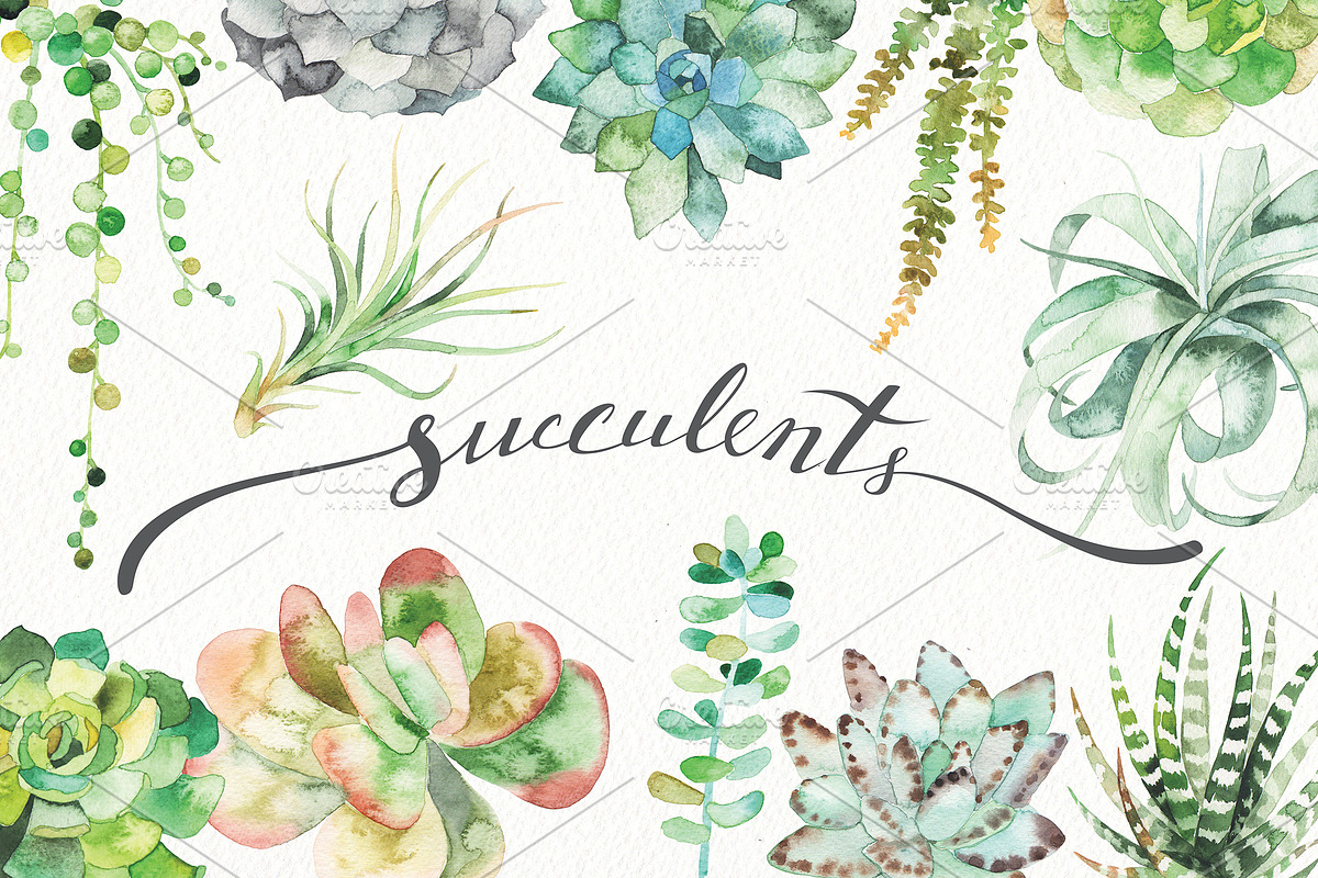watercolor succulent set in Illustrations - product preview 8