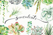 watercolor succulent set