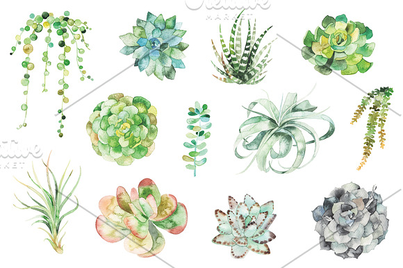 watercolor succulent set in Illustrations - product preview 1