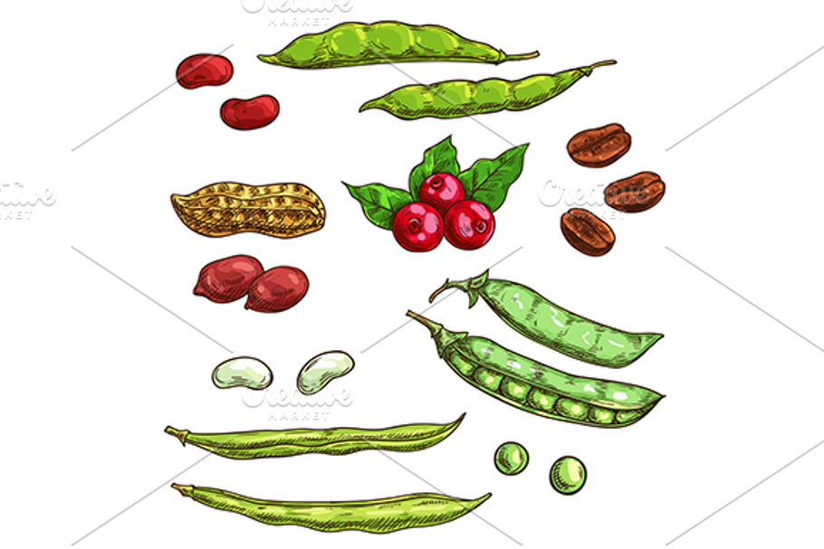Nuts, kernels and berries in Graphics - product preview 8