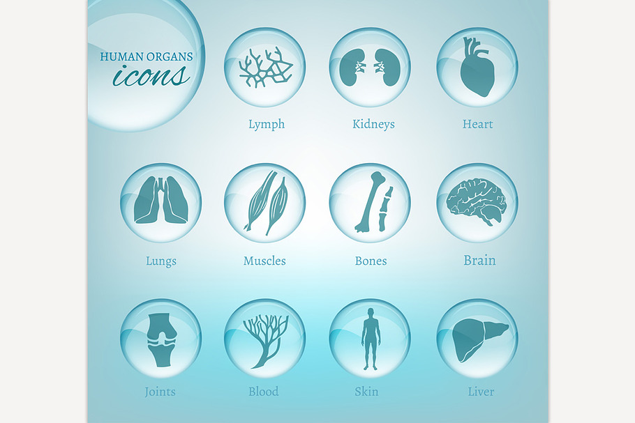 Organs icons in Graphics - product preview 8