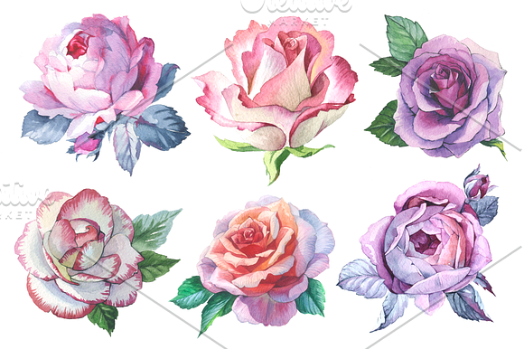Watercolor roses PNG romantic set in Illustrations - product preview 3