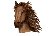 Brown racehorse stallion sketch