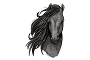 Black mare horse