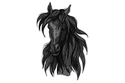 Arabian horse head sketch
