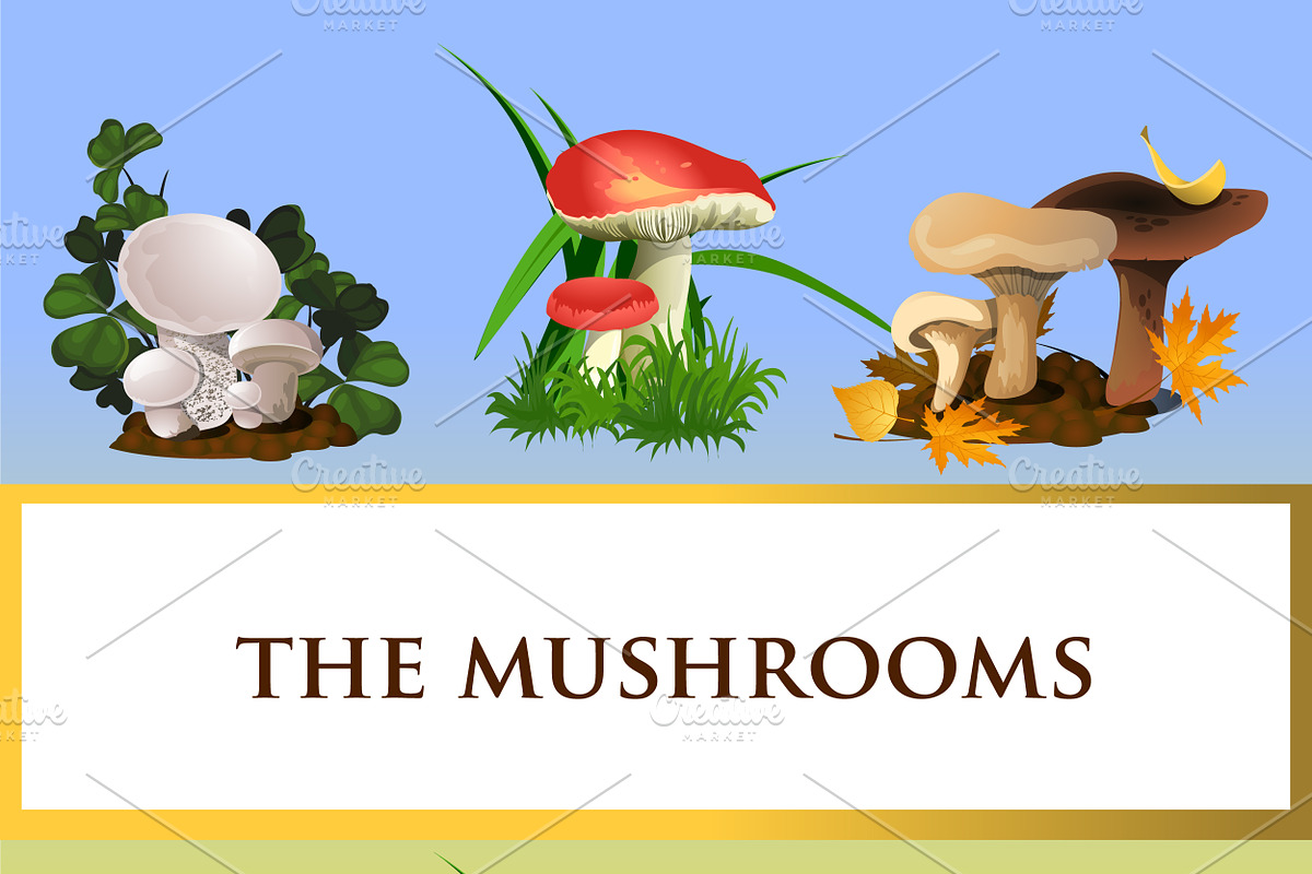 Collection of forest mushrooms in Illustrations - product preview 8