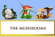 Collection of forest mushrooms