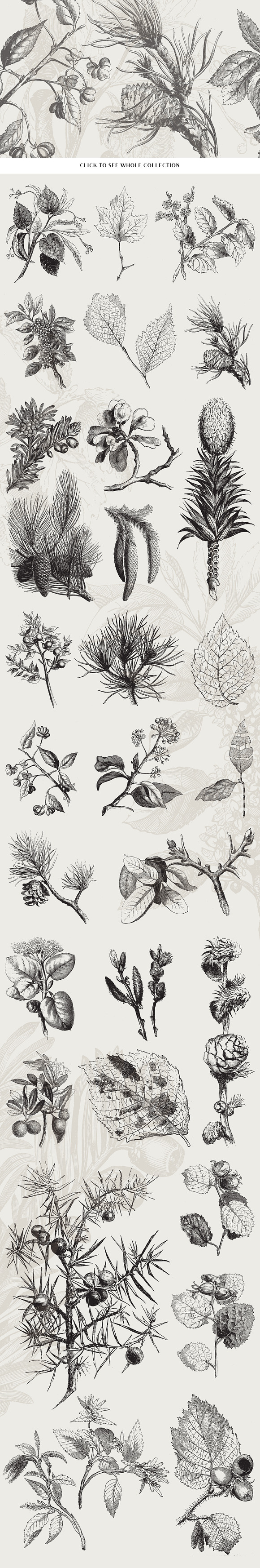 29 Branches, Twigs, & Leaves No.2 in Illustrations - product preview 1