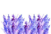 Watercolor lavender floral pattern