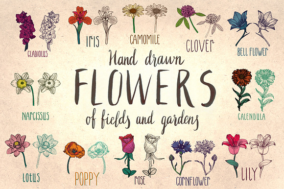 Hand drawn flowers of fields&gardens in Textures - product preview 2