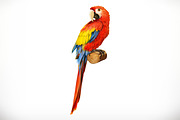 Ara parrot. Macaw. 3d vector icon