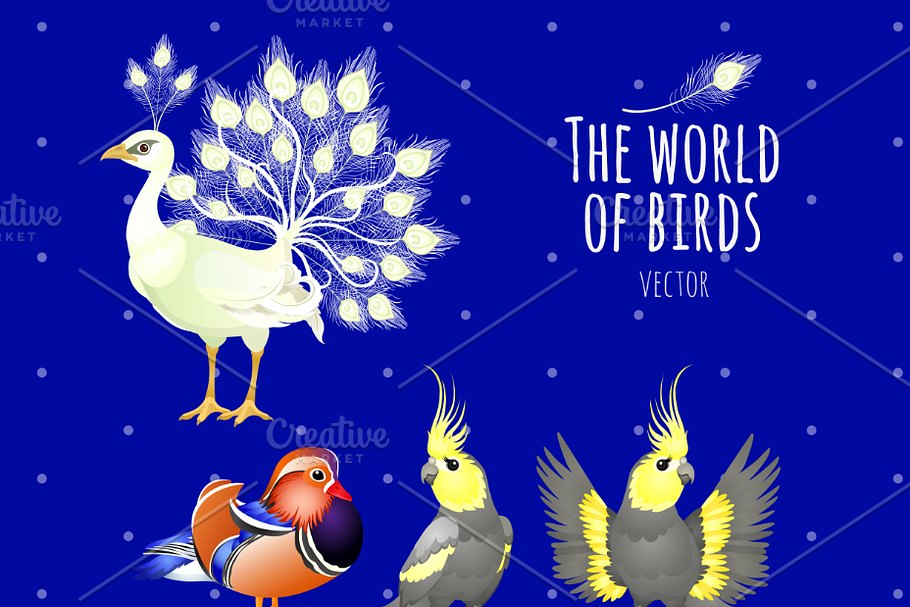 Peacock, parrots and other birds in Illustrations - product preview 8