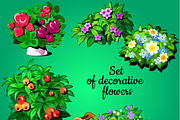 Decorative flowering plants