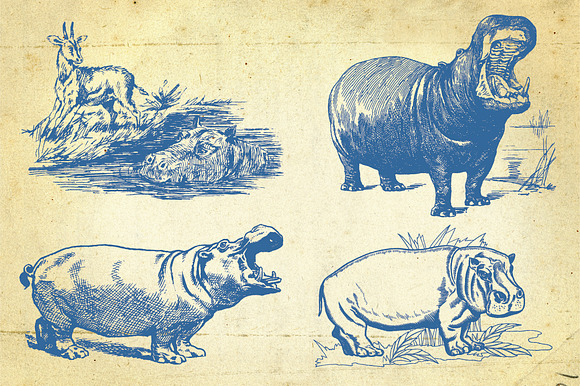 26 Hand Drawn Wild Animals in Illustrations - product preview 2