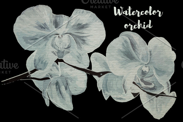 Watercolor orchid vector, png, jpeg