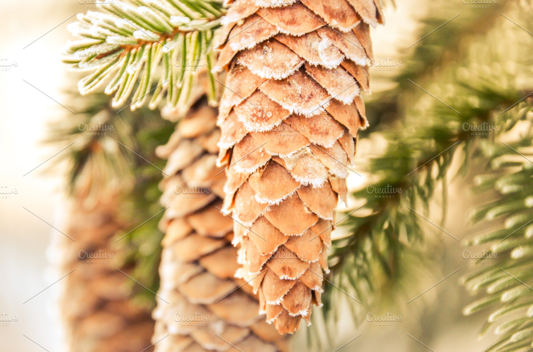 Frosty Pine Cones and Pine Branches | High-Quality Nature Stock Photos ...