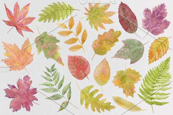 Autumn leaf fall. Watercolor. in Illustrations - product preview 2