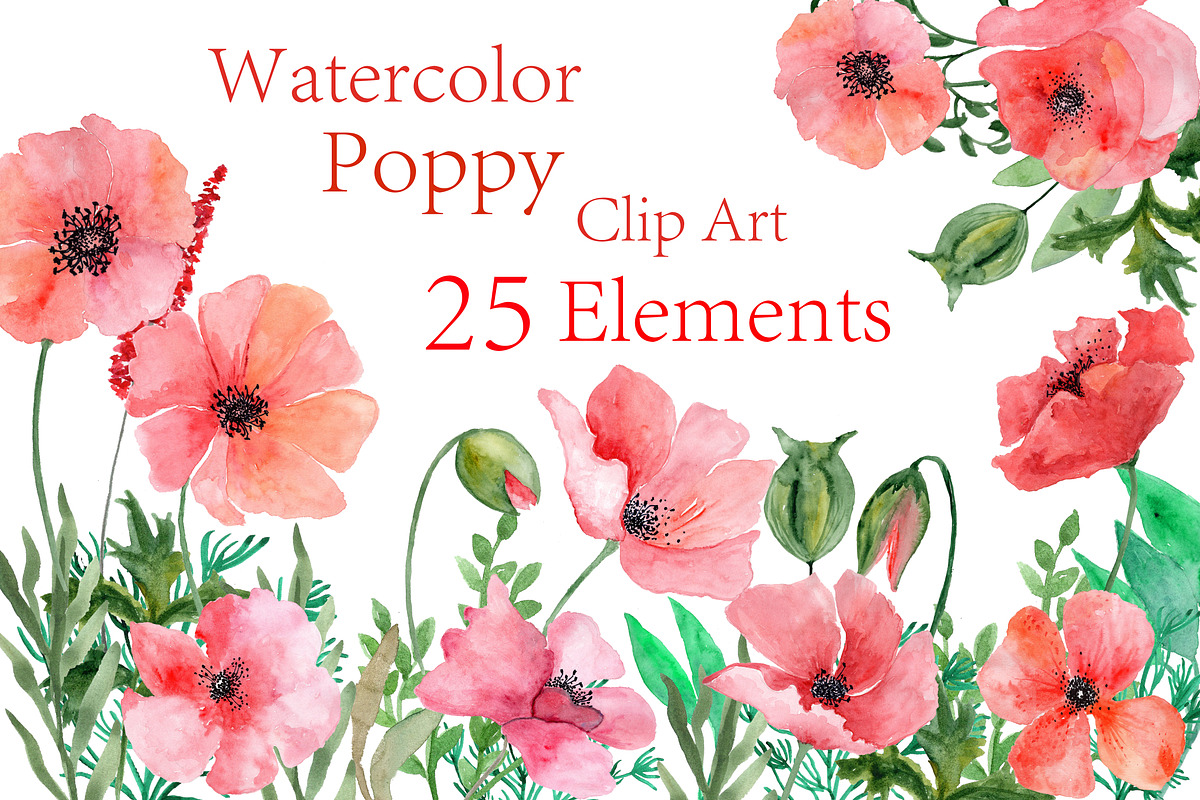 Watercolor Poppy flowers clipart  in Illustrations - product preview 8