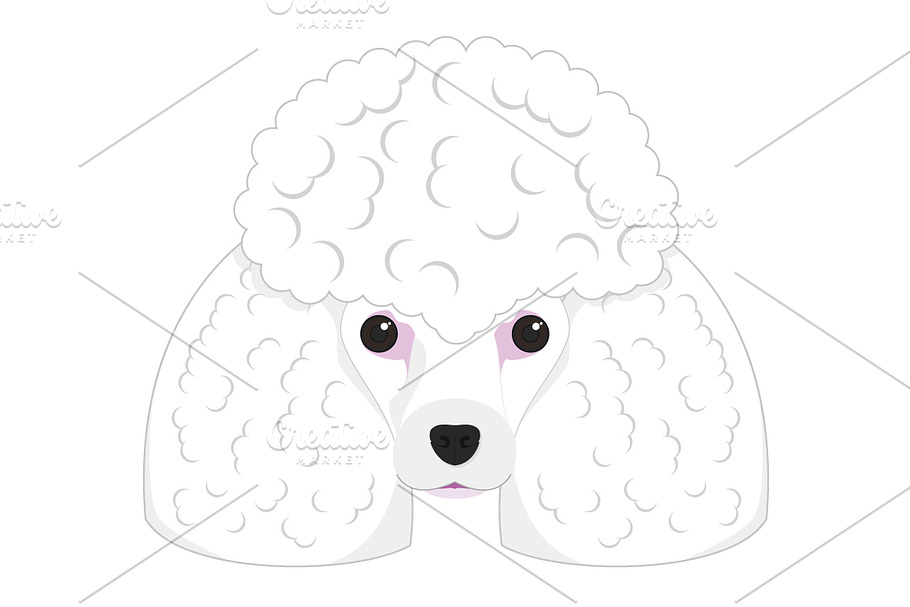 Poodle dog Vector Illustration