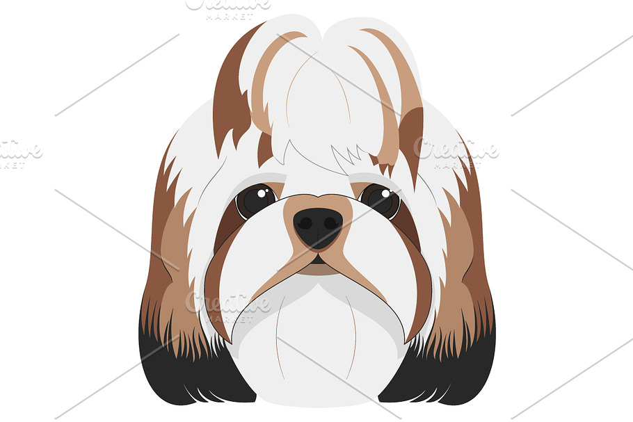 Shitzhu dog Vector Illustration