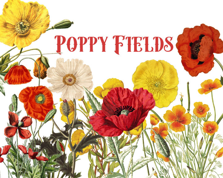 Vintage Poppies Clipart | Custom-Designed Illustrations ~ Creative Market