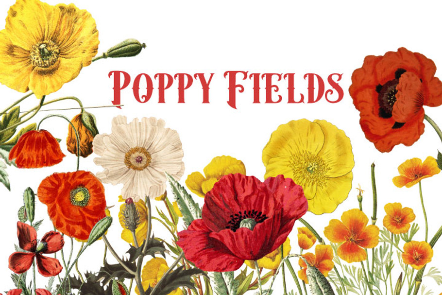 Vintage Poppies Clipart in Illustrations - product preview 8