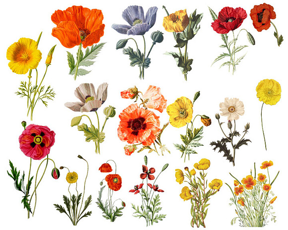 Vintage Poppies Clipart in Illustrations - product preview 1