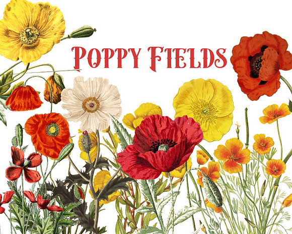 Vintage Poppies Clipart in Illustrations - product preview 2