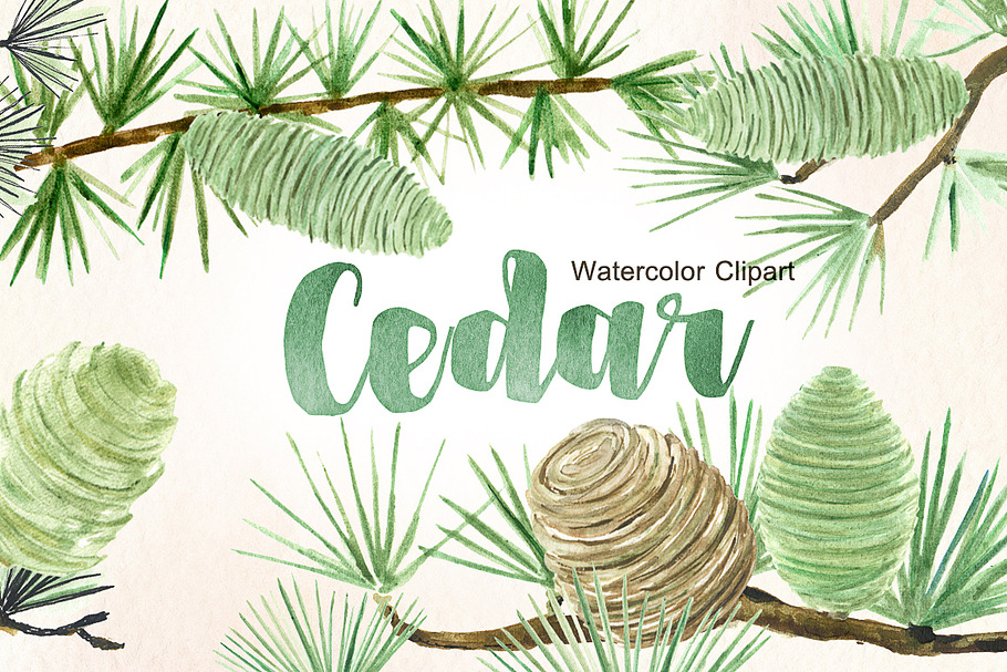 Cedar. Forest watercolor clipart.