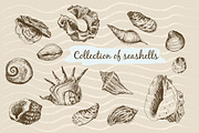 Hand drawn graphic seashells.