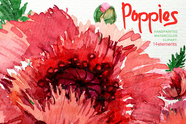  Watercolor Poppies Clipart F-28