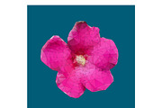 Rose of Sharon's pollen,Polygonal