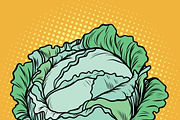 Cabbage, healthy vegetarian food