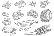 Nuts, grain, berries sketches