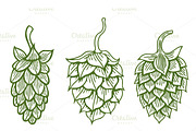 Set of Hops vector icon or logo
