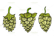 Hops vector visual graphic