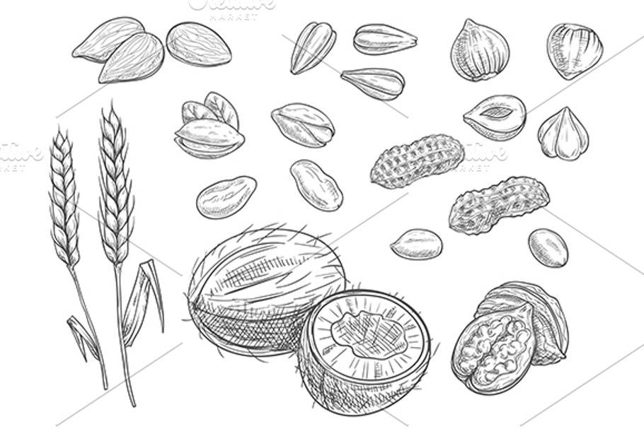 Cereal, nuts and beans sketches