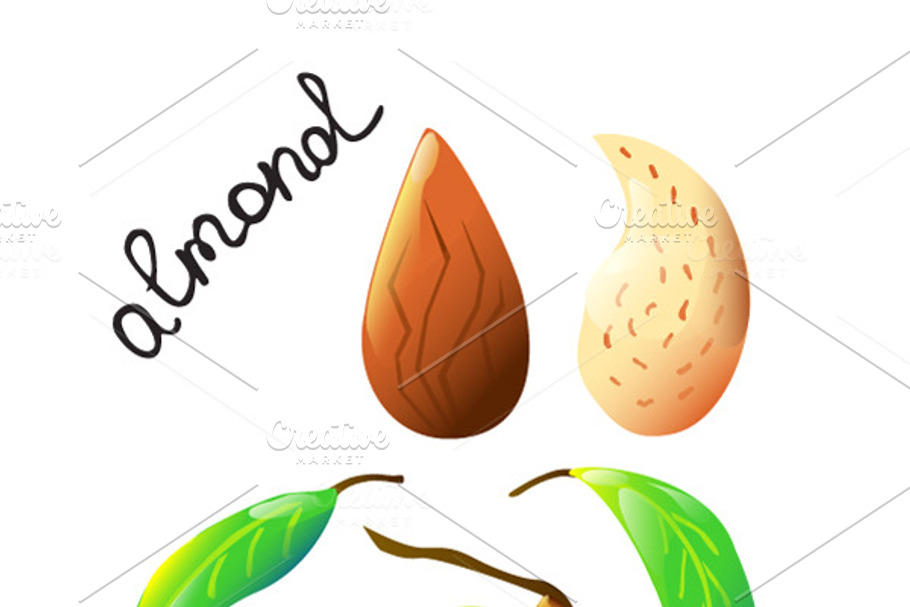 Colourful almond made in vector.